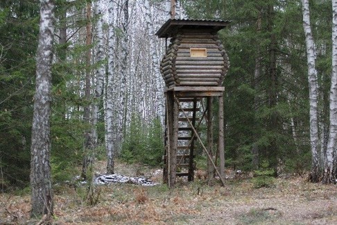 Фауна лесхоза