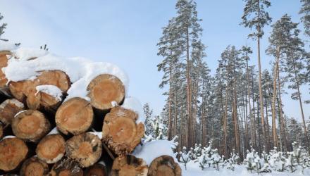 Кулик о труднодоступных буреломах: задача — забрать на переработку около 600 тысяч «кубов» древесины