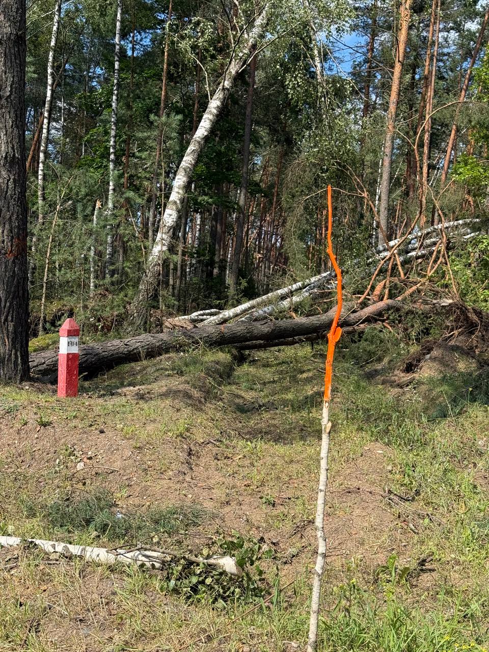 Бурелом 3