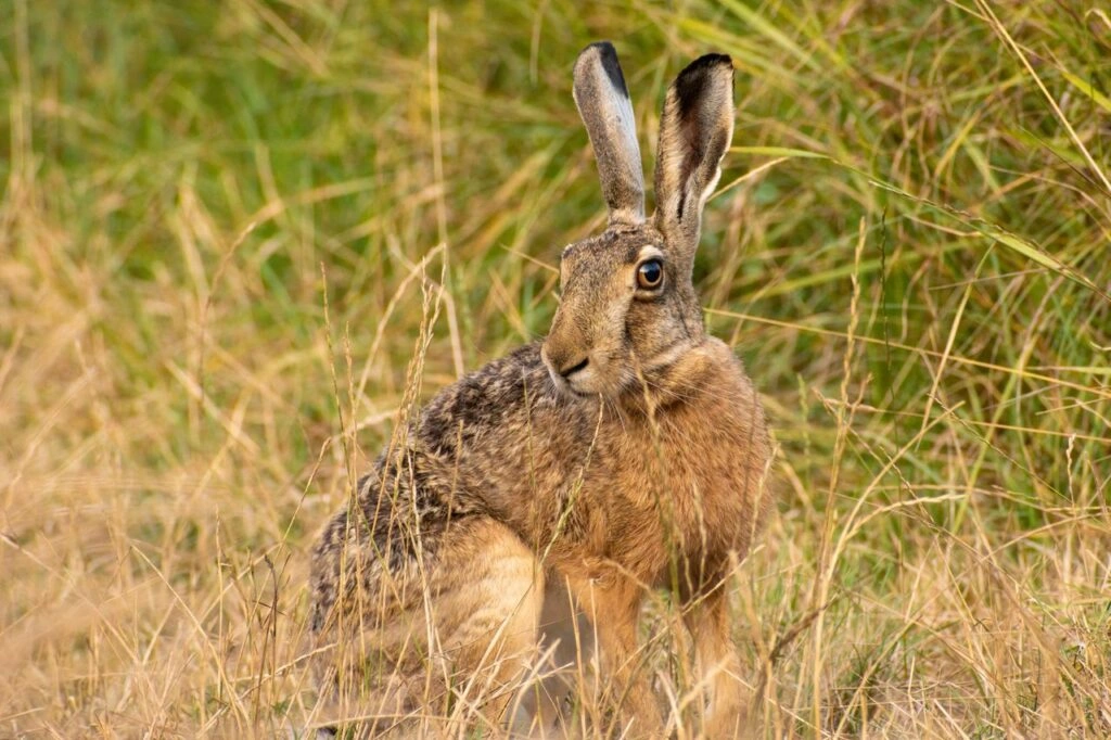 rabbit